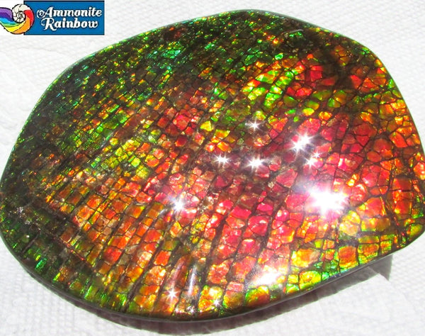 140x112x17mm  Collector Stone - CS-123  DragonSkin  Make an offer!- アンモライト　コレクターストーン　ハイグレード値下げ交渉あり！