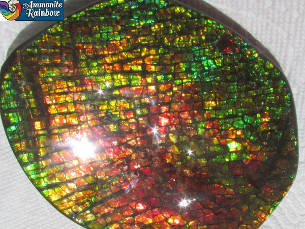 140x112x17mm  Collector Stone - CS-123  DragonSkin  Make an offer!- アンモライト　コレクターストーン　ハイグレード値下げ交渉あり！