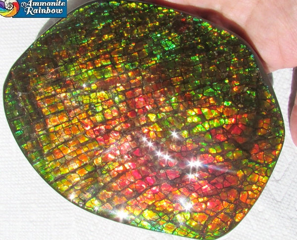 140x112x17mm  Collector Stone - CS-123  DragonSkin  Make an offer!- アンモライト　コレクターストーン　ハイグレード値下げ交渉あり！