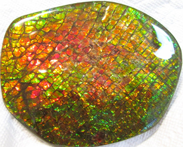 140x112x17mm  Collector Stone - CS-123  DragonSkin  Make an offer!- アンモライト　コレクターストーン　ハイグレード値下げ交渉あり！