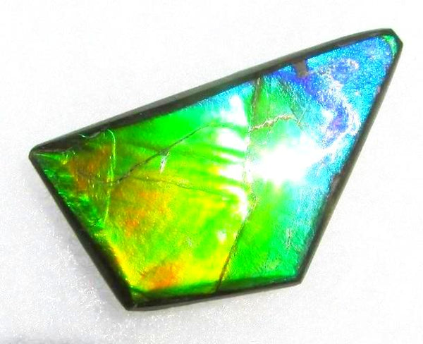 41 x 23 mm  Natural  Free Form . FFN 337 Ammolite  ナチュラル　ルース　アンモライト フリーフォーム