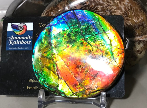 62 x 58mm Beautiful colors! Natural  Free Form . FFNT 138   ナチュラル　ルース　アンモライト フリーフォーム