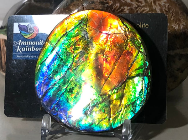 62 x 58mm Beautiful colors! Natural  Free Form . FFNT 138   ナチュラル　ルース　アンモライト フリーフォーム