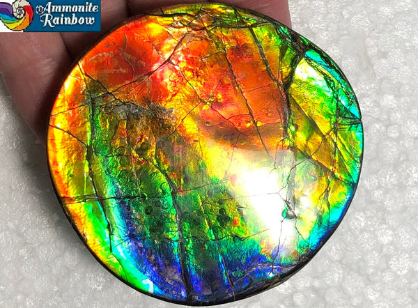 62 x 58mm Beautiful colors! Natural  Free Form . FFNT 138   ナチュラル　ルース　アンモライト フリーフォーム