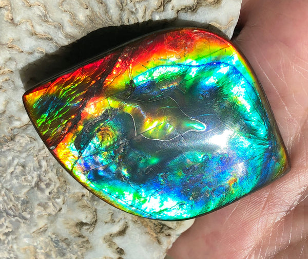 Get $20 Off Sale until Jun 10th ! LARGE 55x40 mm  TOP Grade Natural  Free Form . FFNT 131 Ammolite  Free Shipping! ナチュラル　ルース　アンモライト 送料無料！