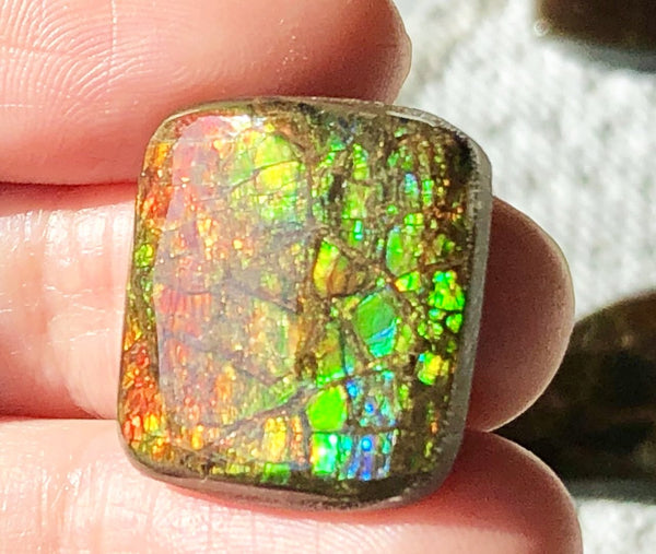 19x19mm Coated Free Form Dragonskin - FFC98   - Ammolite アンモライト　ルース　