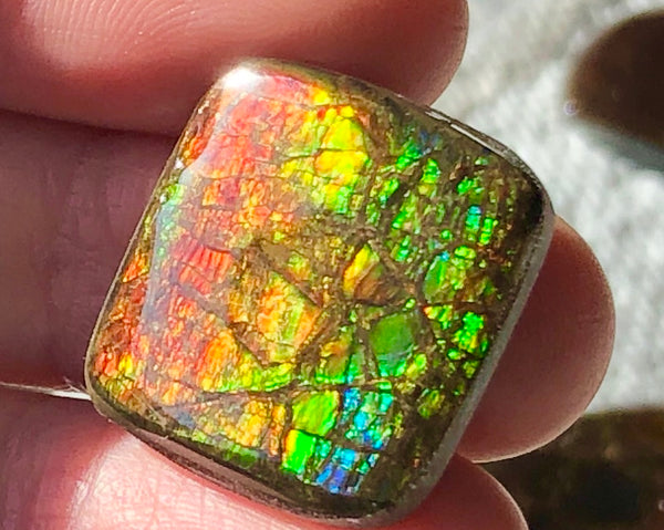 19x19mm Coated Free Form Dragonskin - FFC98   - Ammolite アンモライト　ルース　