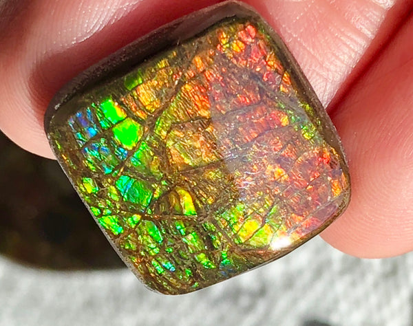 19x19mm Coated Free Form Dragonskin - FFC98   - Ammolite アンモライト　ルース　