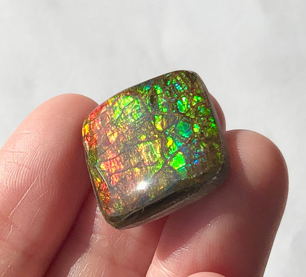 19x19mm Coated Free Form Dragonskin - FFC98   - Ammolite アンモライト　ルース　