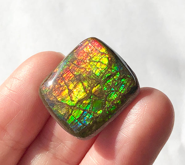19x19mm Coated Free Form Dragonskin - FFC98   - Ammolite アンモライト　ルース　