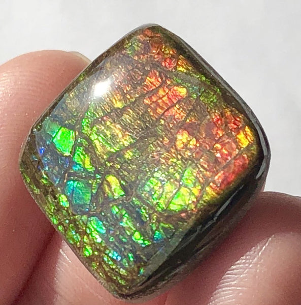 19x19mm Coated Free Form Dragonskin - FFC98   - Ammolite アンモライト　ルース　
