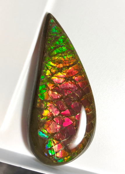 50x 24  mm Coated Free Form Dragonskin - FFC97   - アンモライト　ルース　