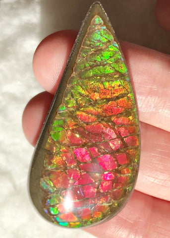 50x 24  mm Coated Free Form Dragonskin - FFC97   - アンモライト　ルース　