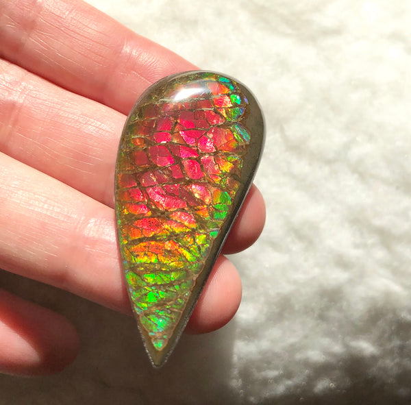 50x 24  mm Coated Free Form Dragonskin - FFC97   - アンモライト　ルース　