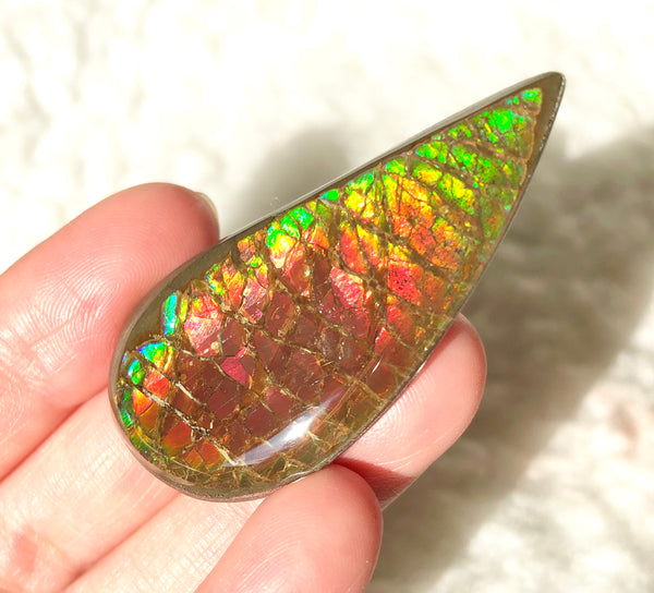 50x 24  mm Coated Free Form Dragonskin - FFC97   - アンモライト　ルース　
