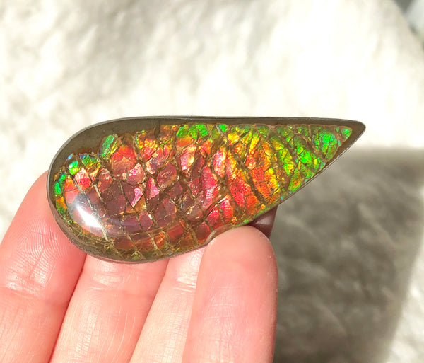 50x 24  mm Coated Free Form Dragonskin - FFC97   - アンモライト　ルース　