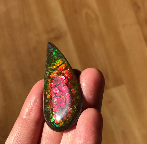 50x 24  mm Coated Free Form Dragonskin - FFC97   - アンモライト　ルース　