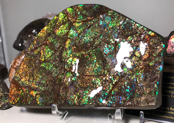 CS-156 Ammolite 180 x115x20㎜ Collector Stone -XXL Dysplay Gem Free shipping! アンモライト コレクターストーン 送料無料！