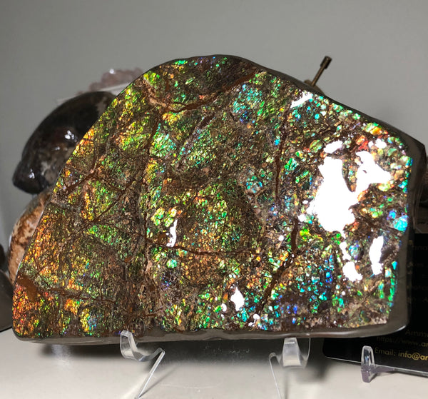 CS-156 Ammolite 180 x115x20㎜ Collector Stone -XXL Dysplay Gem Free shipping! アンモライト コレクターストーン 送料無料！