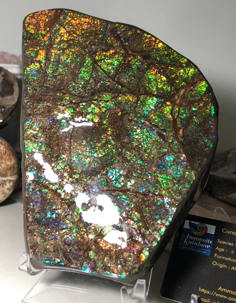 CS-156 Ammolite 180 x115x20㎜ Collector Stone -XXL Dysplay Gem Free shipping! アンモライト コレクターストーン 送料無料！