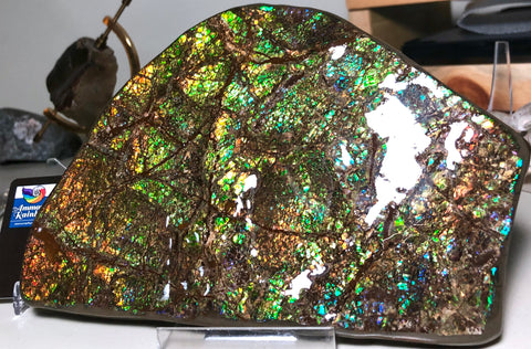 CS-156 Ammolite 180 x115x20㎜ Collector Stone -XXL Dysplay Gem Free shipping! アンモライト コレクターストーン 送料無料！