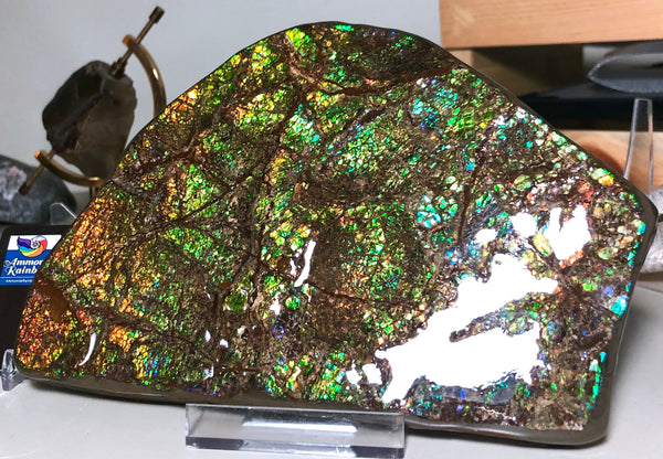 CS-156 Ammolite 180 x115x20㎜ Collector Stone -XXL Dysplay Gem Free shipping! アンモライト コレクターストーン 送料無料！