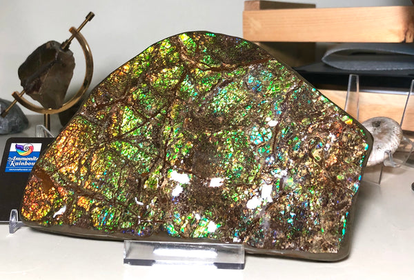 CS-156 Ammolite 180 x115x20㎜ Collector Stone -XXL Dysplay Gem Free shipping! アンモライト コレクターストーン 送料無料！