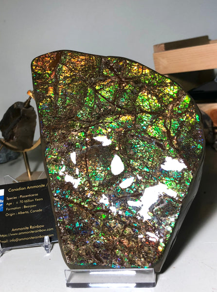 CS-156 Ammolite 180 x115x20㎜ Collector Stone -XXL Dysplay Gem Free shipping! アンモライト コレクターストーン 送料無料！