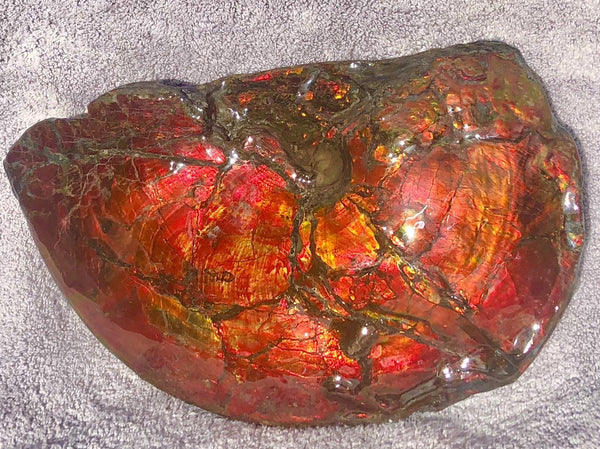 AF-26 Ammonite Fossil - Placenticeras costatum　Ammolite　Free Shipping! アンモナイト 完全体　プラセンティセラス　ミーキ　アンモライト　両面ダブル