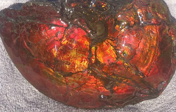 AF-26 Ammonite Fossil - Placenticeras costatum　Ammolite　Free Shipping! アンモナイト 完全体　プラセンティセラス　ミーキ　アンモライト　両面ダブル