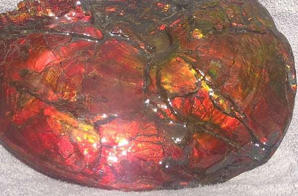 AF-26 Ammonite Fossil - Placenticeras costatum　Ammolite　Free Shipping! アンモナイト 完全体　プラセンティセラス　ミーキ　アンモライト　両面ダブル