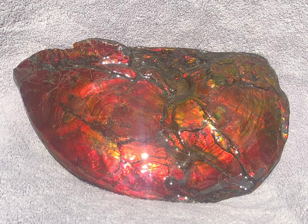 AF-26 Ammonite Fossil - Placenticeras costatum　Ammolite　Free Shipping! アンモナイト 完全体　プラセンティセラス　ミーキ　アンモライト　両面ダブル
