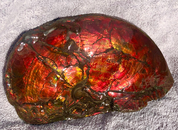 AF-26 Ammonite Fossil - Placenticeras costatum　Ammolite　Free Shipping! アンモナイト 完全体　プラセンティセラス　ミーキ　アンモライト　両面ダブル