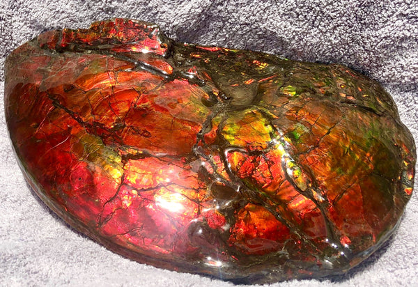 AF-26 Ammonite Fossil - Placenticeras costatum　Ammolite　Free Shipping! アンモナイト 完全体　プラセンティセラス　ミーキ　アンモライト　両面ダブル