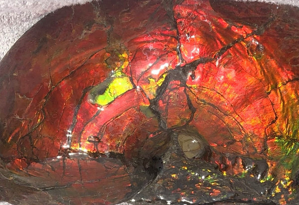 AF-26 Ammonite Fossil - Placenticeras costatum　Ammolite　Free Shipping! アンモナイト 完全体　プラセンティセラス　ミーキ　アンモライト　両面ダブル