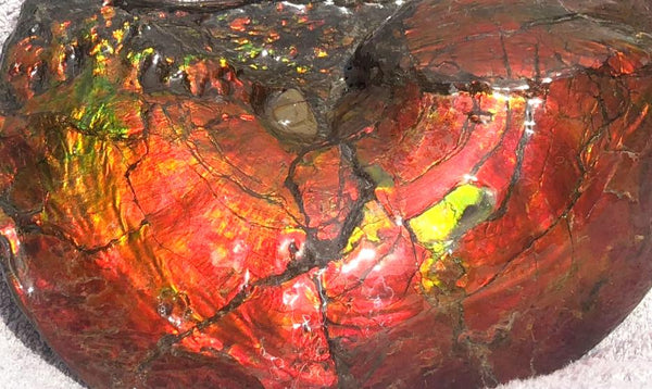 AF-26 Ammonite Fossil - Placenticeras costatum　Ammolite　Free Shipping! アンモナイト 完全体　プラセンティセラス　ミーキ　アンモライト　両面ダブル