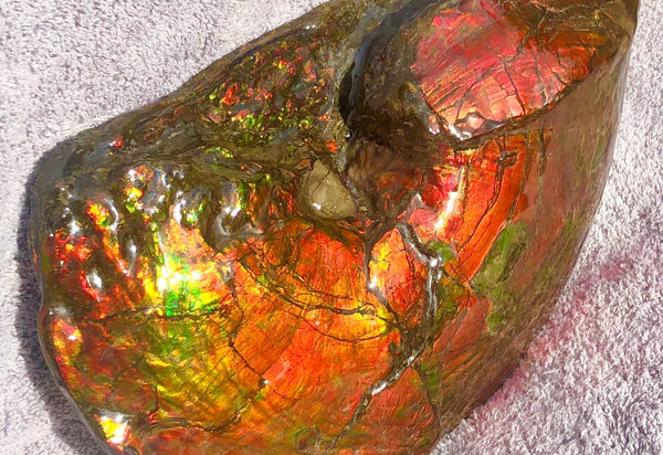 AF-26 Ammonite Fossil - Placenticeras costatum　Ammolite　Free Shipping! アンモナイト 完全体　プラセンティセラス　ミーキ　アンモライト　両面ダブル