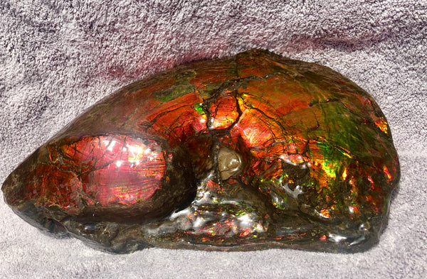 AF-26 Ammonite Fossil - Placenticeras costatum　Ammolite　Free Shipping! アンモナイト 完全体　プラセンティセラス　ミーキ　アンモライト　両面ダブル