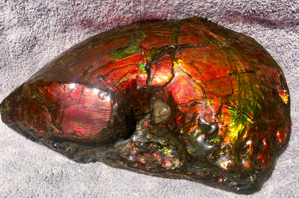 AF-26 Ammonite Fossil - Placenticeras costatum　Ammolite　Free Shipping! アンモナイト 完全体　プラセンティセラス　ミーキ　アンモライト　両面ダブル