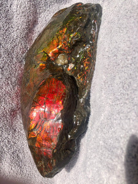 AF-26 Ammonite Fossil - Placenticeras costatum　Ammolite　Free Shipping! アンモナイト 完全体　プラセンティセラス　ミーキ　アンモライト　両面ダブル