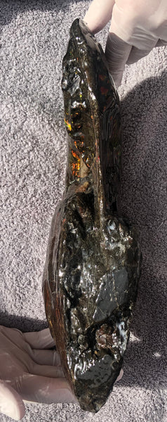 AF-26 Ammonite Fossil - Placenticeras costatum　Ammolite　Free Shipping! アンモナイト 完全体　プラセンティセラス　ミーキ　アンモライト　両面ダブル