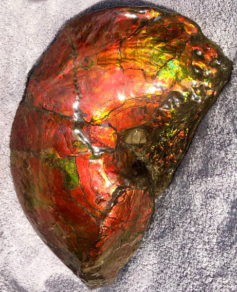 AF-26 Ammonite Fossil - Placenticeras costatum　Ammolite　Free Shipping! アンモナイト 完全体　プラセンティセラス　ミーキ　アンモライト　両面ダブル