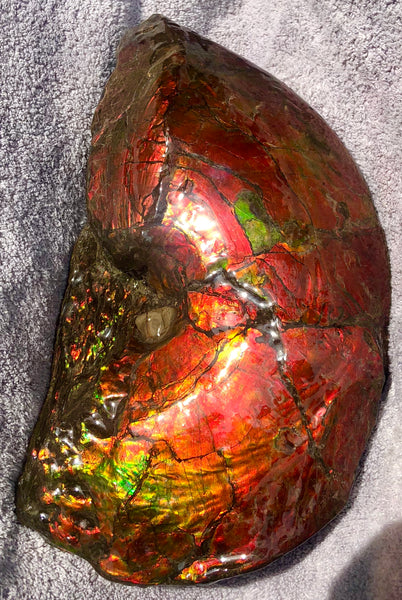 AF-26 Ammonite Fossil - Placenticeras costatum　Ammolite　Free Shipping! アンモナイト 完全体　プラセンティセラス　ミーキ　アンモライト　両面ダブル