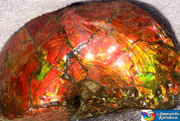 AF-26 Ammonite Fossil - Placenticeras costatum　Ammolite　Free Shipping! アンモナイト 完全体　プラセンティセラス　ミーキ　アンモライト　両面ダブル