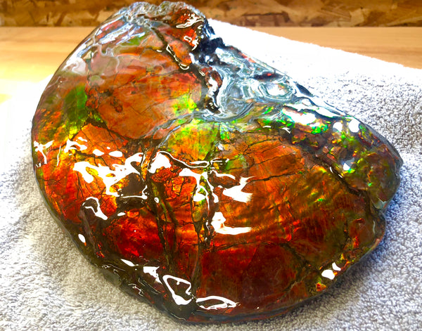 AF-26 Ammonite Fossil - Placenticeras costatum　Ammolite　Free Shipping! アンモナイト 完全体　プラセンティセラス　ミーキ　アンモライト　両面ダブル