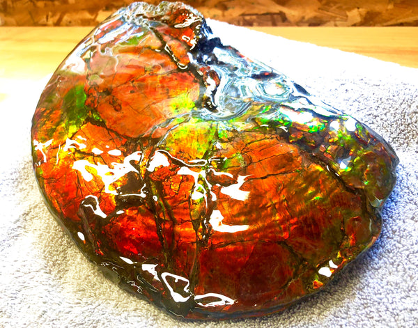 AF-26 Ammonite Fossil - Placenticeras costatum　Ammolite　Free Shipping! アンモナイト 完全体　プラセンティセラス　ミーキ　アンモライト　両面ダブル