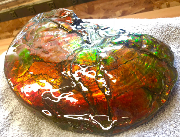 AF-26 Ammonite Fossil - Placenticeras costatum　Ammolite　Free Shipping! アンモナイト 完全体　プラセンティセラス　ミーキ　アンモライト　両面ダブル