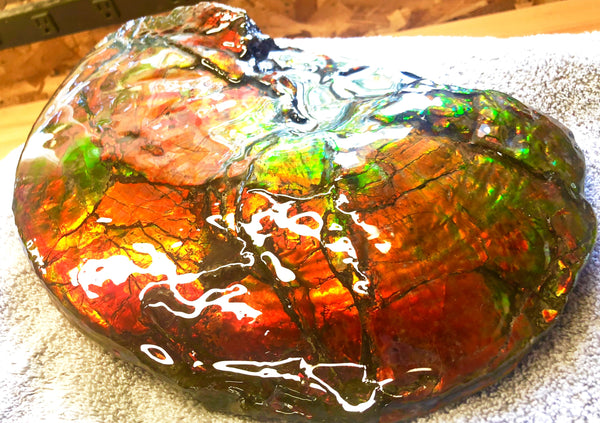 AF-26 Ammonite Fossil - Placenticeras costatum　Ammolite　Free Shipping! アンモナイト 完全体　プラセンティセラス　ミーキ　アンモライト　両面ダブル