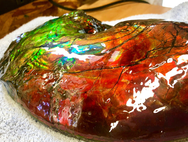 AF-26 Ammonite Fossil - Placenticeras costatum　Ammolite　Free Shipping! アンモナイト 完全体　プラセンティセラス　ミーキ　アンモライト　両面ダブル