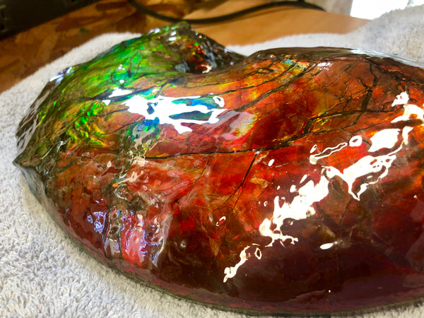 AF-26 Ammonite Fossil - Placenticeras costatum　Ammolite　Free Shipping! アンモナイト 完全体　プラセンティセラス　ミーキ　アンモライト　両面ダブル